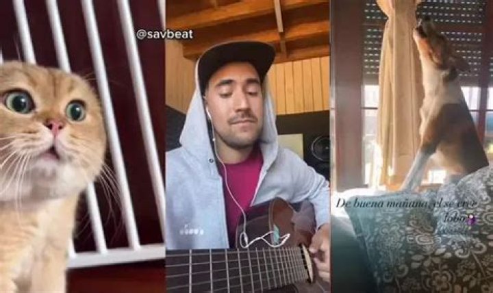 Canine Karaoke (and Cats): Meet @savbeat and His Talented Furry Collaborators