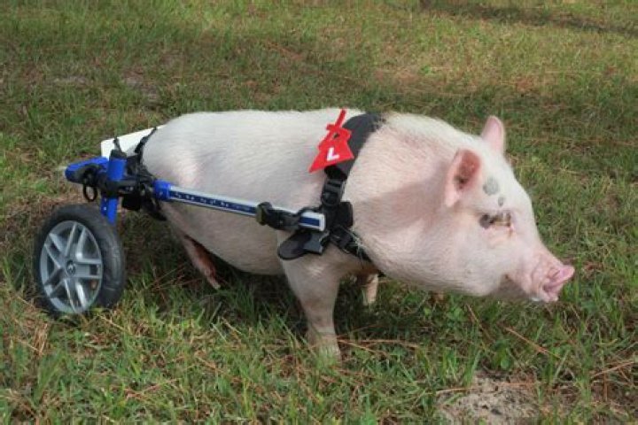 Chris P. Bacon doesn’t let his wheelchair slow him down