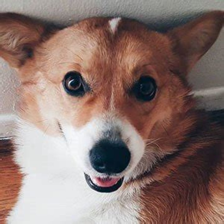 Corgi - Age, Family, Bio
