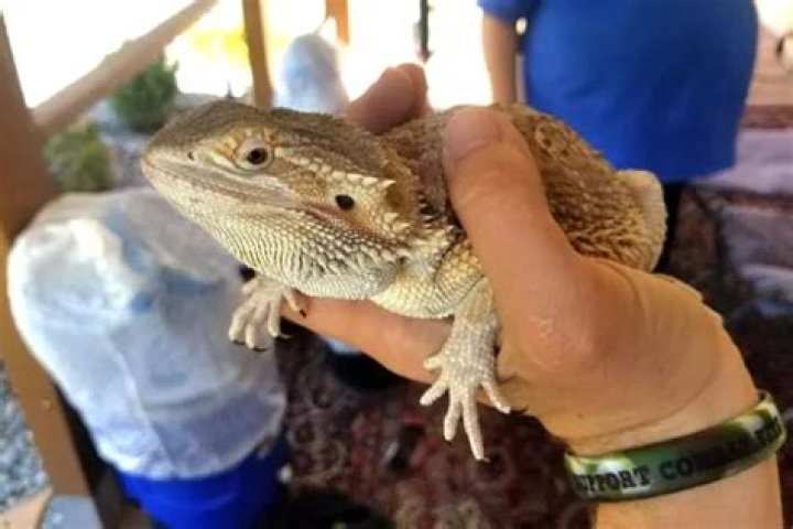 Couple Finds Bearded Dragon In Their Walmart Delivery Box