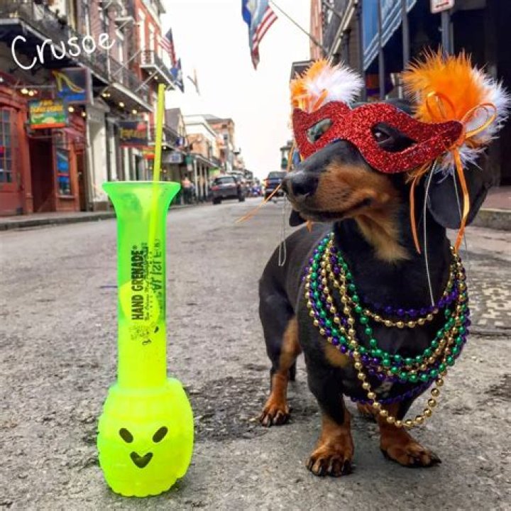 Crusoe the dachshund doesn’t let being a sausage stop his pro sports dreams