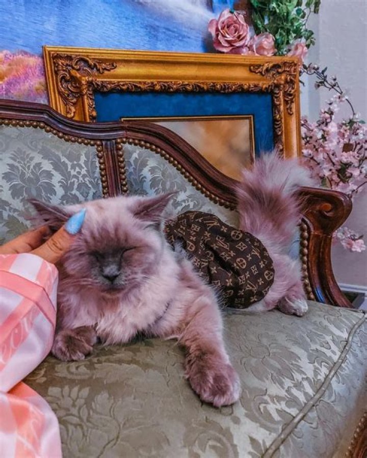 Darren Criss Pets - Celebrity Pets