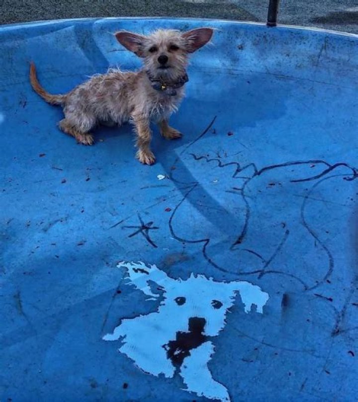 Dave Navarro Pets - Celebrity Pets