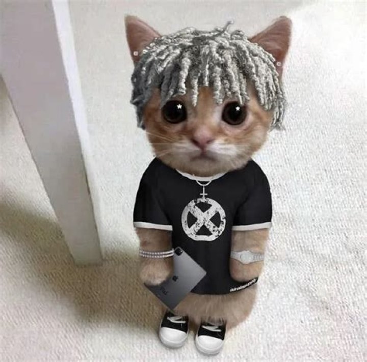 Destroy Lonely Pets - Celebrity Pets