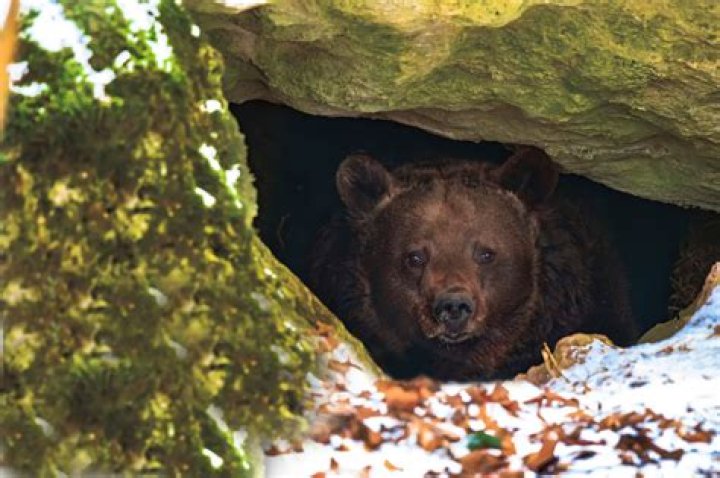 Do bears wake up during hibernation?
