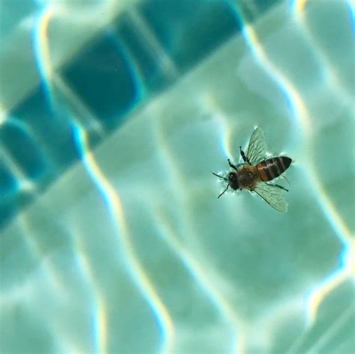 Do bees drown in water?
