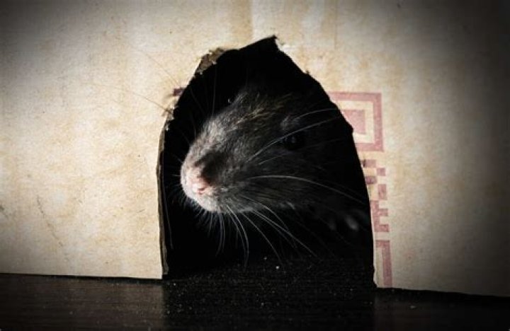 Do Brillo pads stop mice?