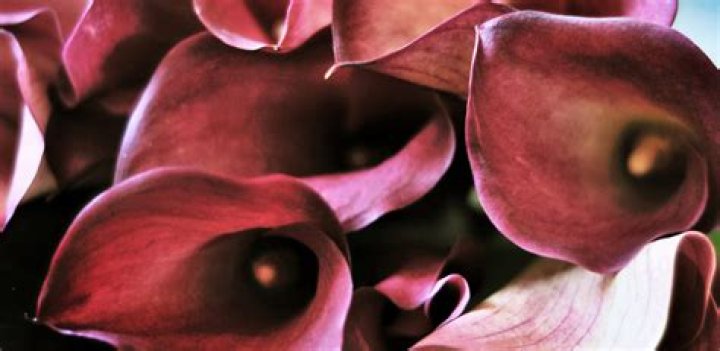 Do calla lilies smell bad?