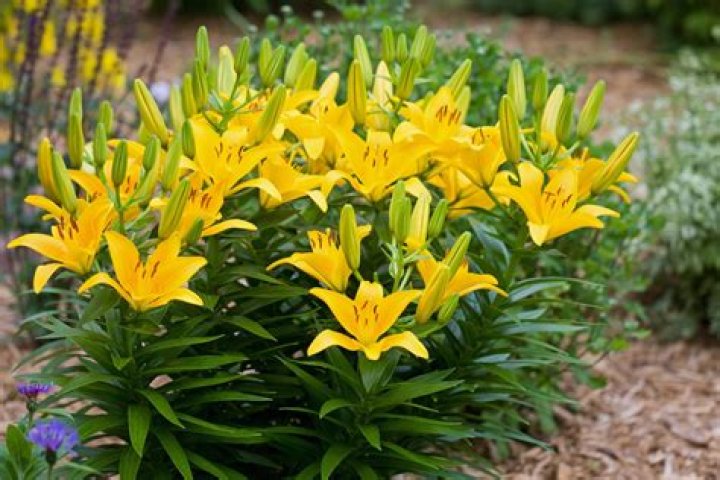 Do Easter lilies grow from bulbs?