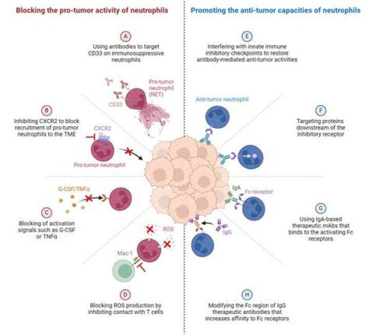 Do high neutrophils indicate cancer?