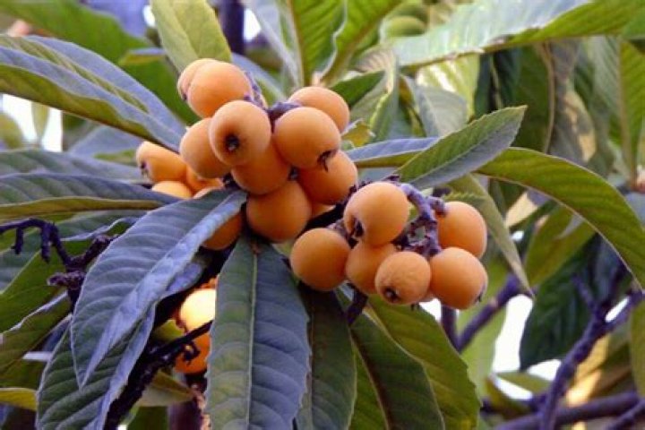 Do loquat trees have invasive roots?