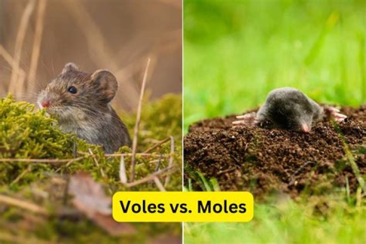 Do moles or voles have tails?