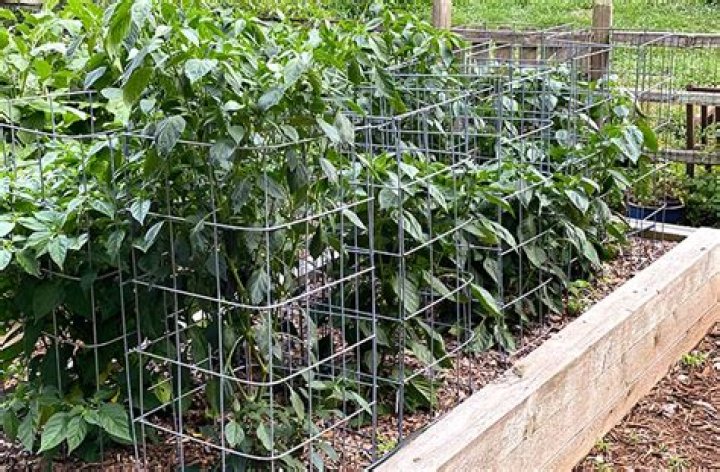 Do pepper plants need tomato cages?
