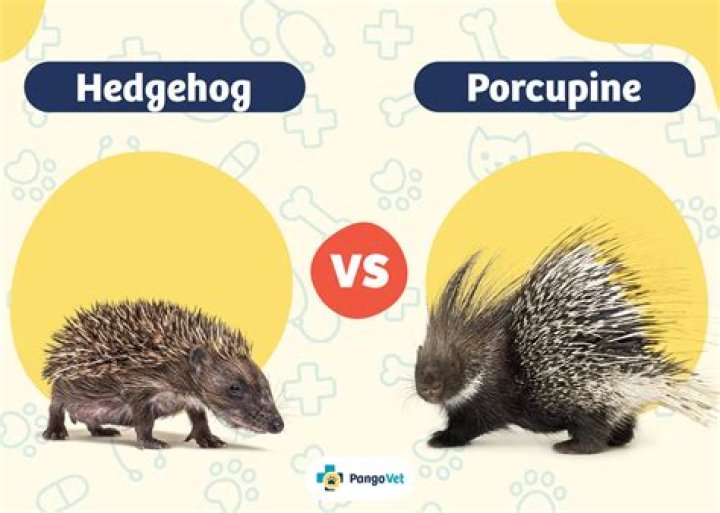 Do porcupines live in Kentucky?