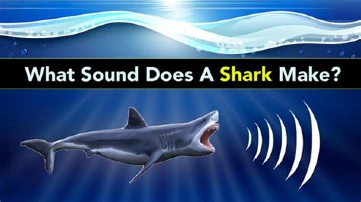 Do sharks make noise out of water?
