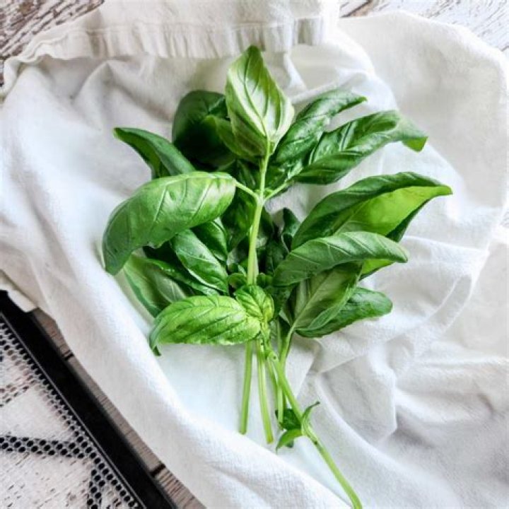 Do you cut basil back winter?