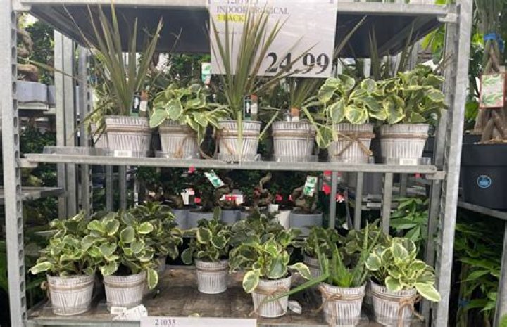 Does Ace Hardware carry plants?