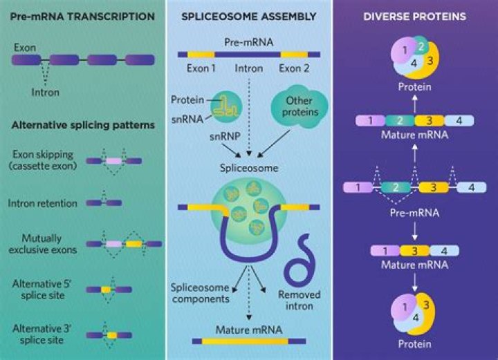 Does cDNA have introns?