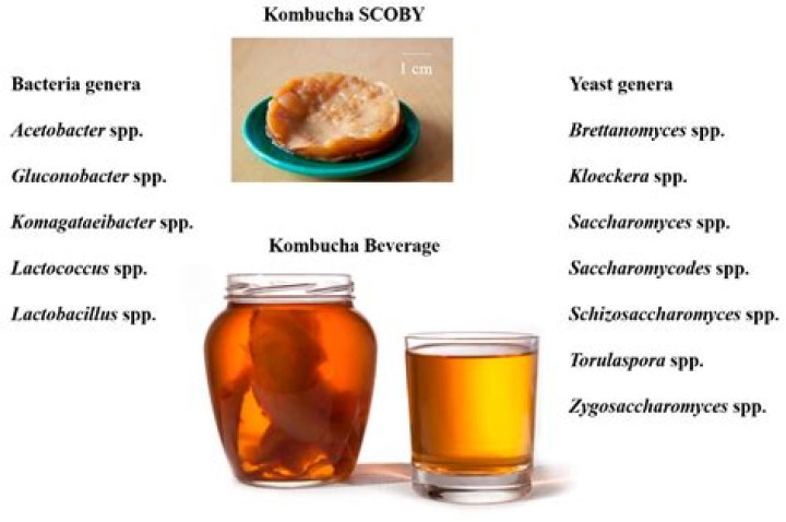Does Kombucha come out of clothes?