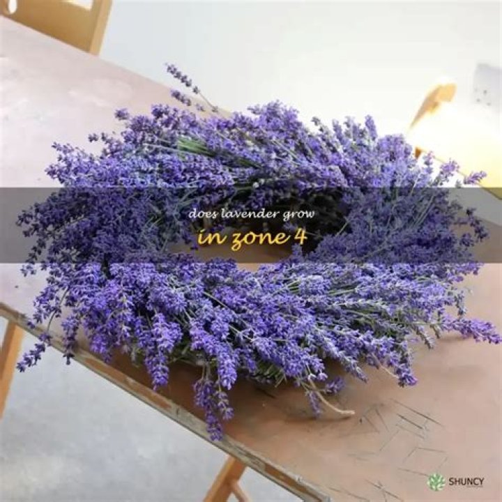 Does lavender grow in Zone 4?