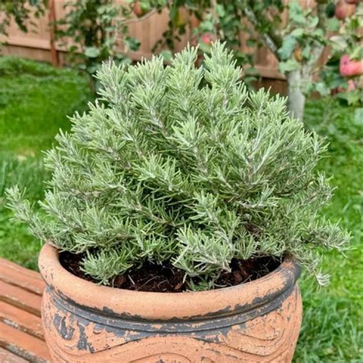 Does Rosemary keep fleas and ticks away?