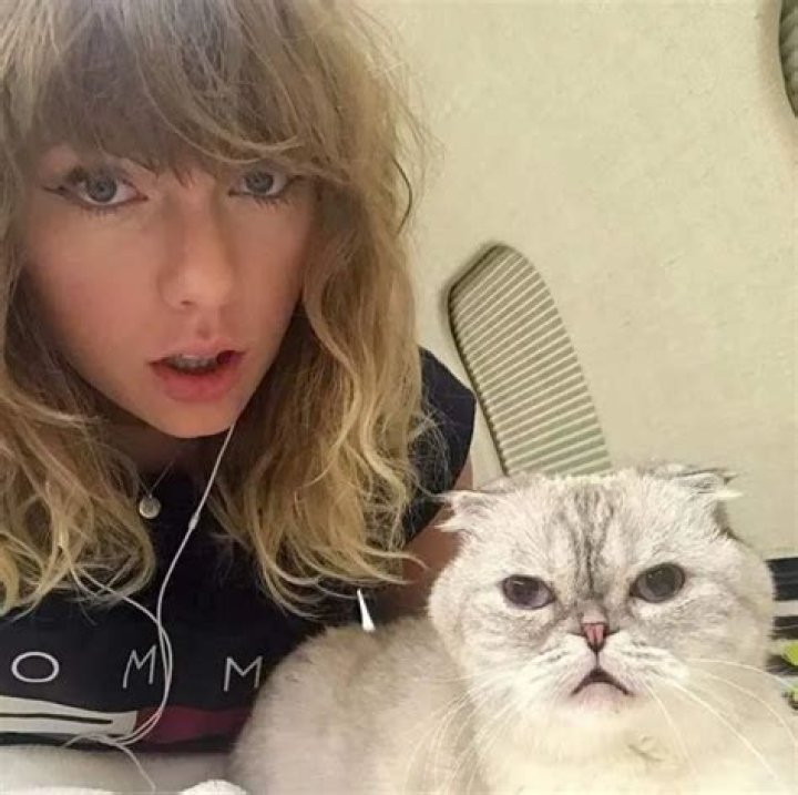 Does Travis Kelce Like Cats? Taylor Swift Fans Are Googling To Find Out