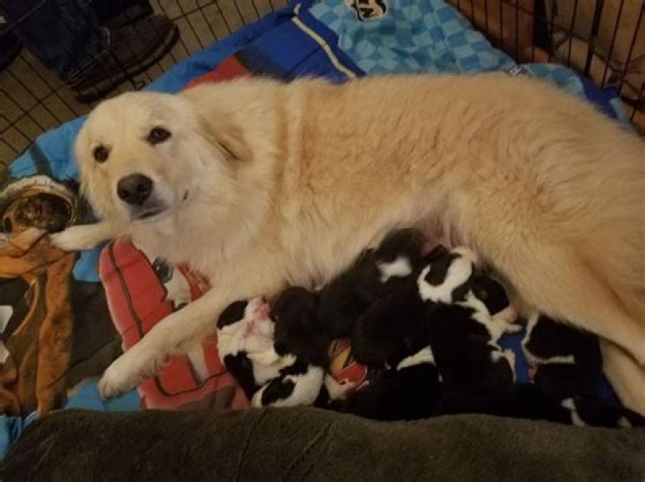 Doggie Mom Loses Puppies in Barn Fire, Finds Orphaned Pups to Adopt and Care For