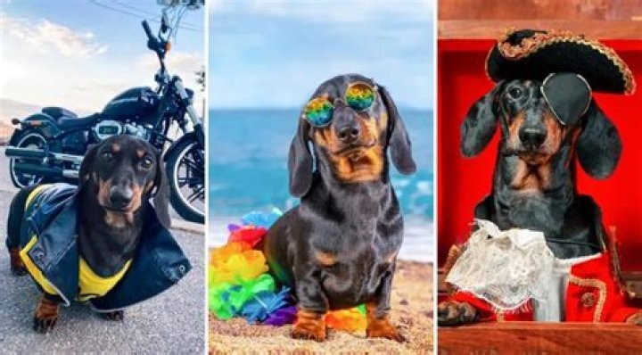 Doxie Din and Puppy Jay are Dachshunds that Work Hard, Play Hard