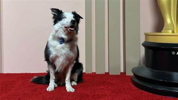 Everyone is talking about Messi, the handsome border collie at the Oscars