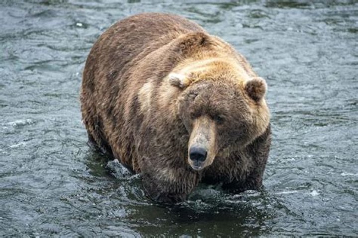 
Fat Bear Week Returns to Alaska’s Katmai Park with 12 Hefty Hibernators Vying for the Title 