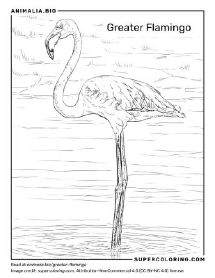 Flamingo Bio (Wiki) 