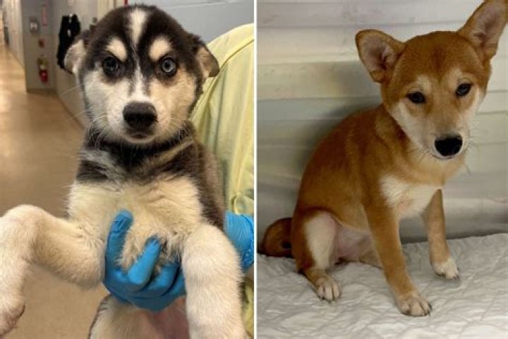 
French Bulldogs, Poodles and Dozens of Other Dogs Saved from Puppy Mills and Flown to New Homes 