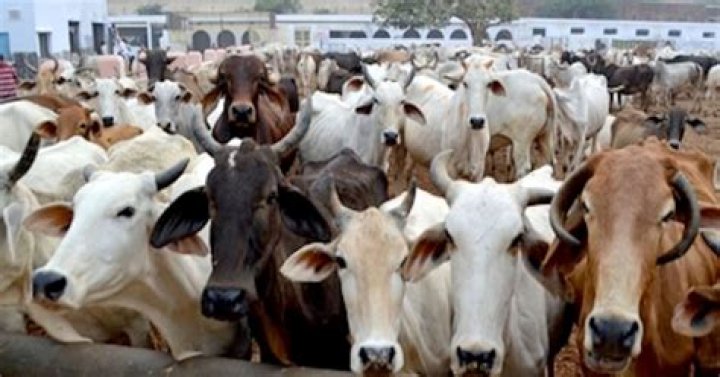 
Gurugram: 93 cattle die of Lumpy Skin Disease, 890 infections found 