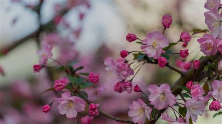 Hakodate Shore Excursions & Cruise Excursions