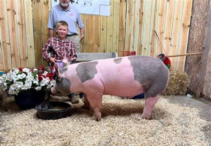 Hayden Christensen has pet pigs & a farm