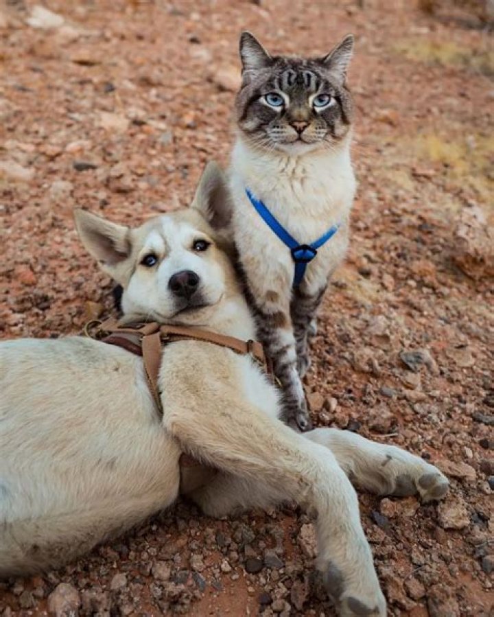 Henry, Baloo, and Pan – Dog and Cat Friends on An Adventure that Changed their Lives