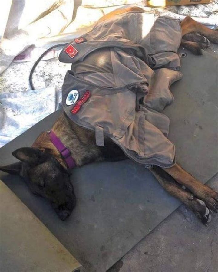 
“Hero and legend”: Tributes pour in as Mexican rescue dog Proteo passes away during Turkey rescue mission 