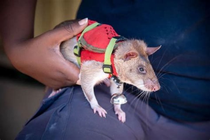 Hero Rats sniff out bombs and disease, making the world a better place