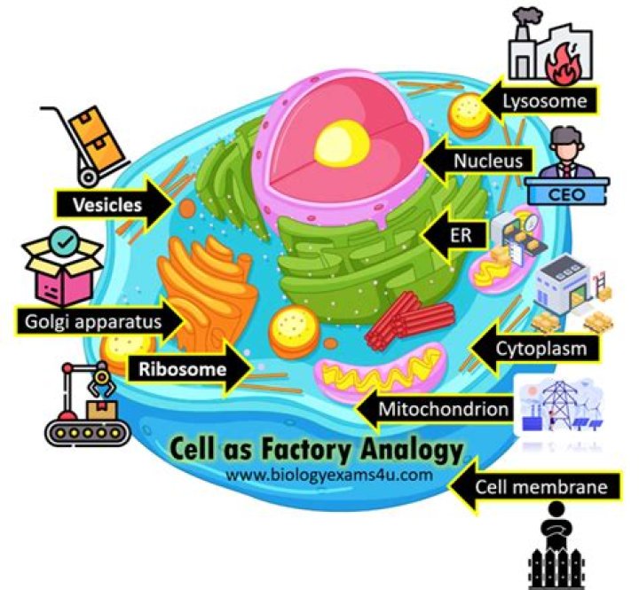 How a cell is similar to a factory?