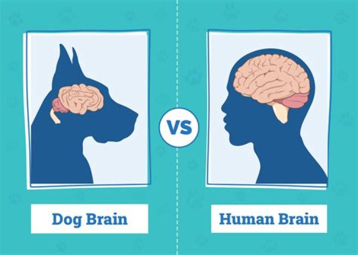 How are sheep and human brains similar?