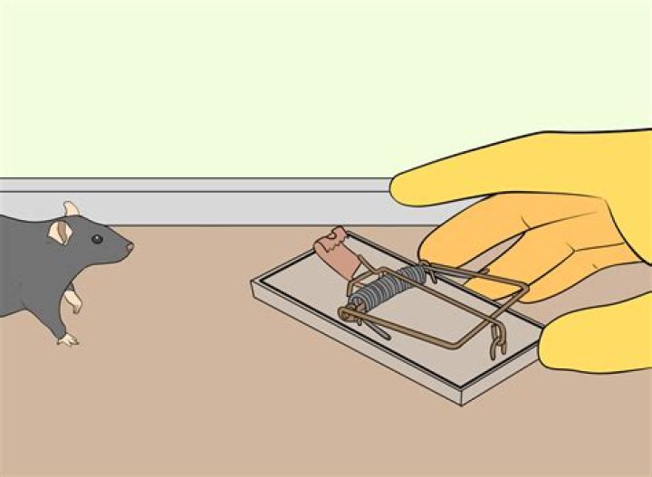 How do D Con mouse traps work?
