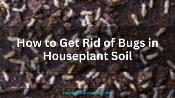 How do I get rid of bugs in my crawl space?