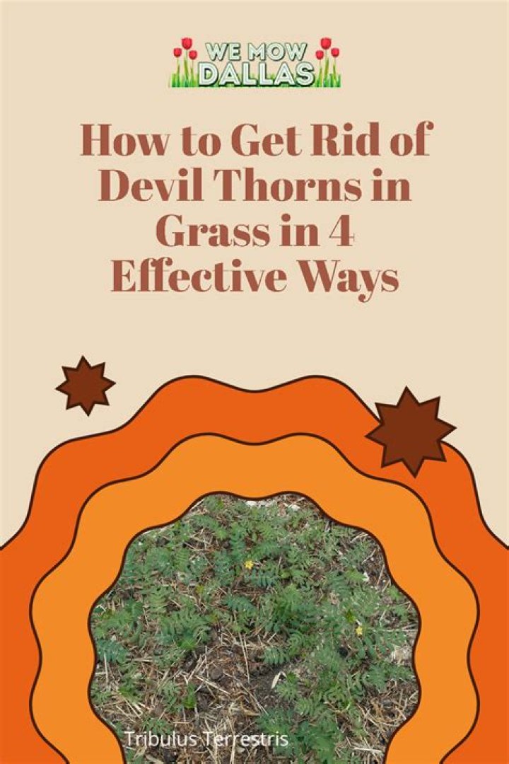 How do I get rid of devil thorns in my lawn?