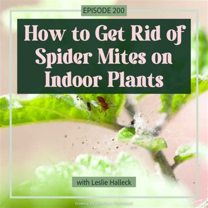 How do I get rid of spider mites on my crepe myrtle?