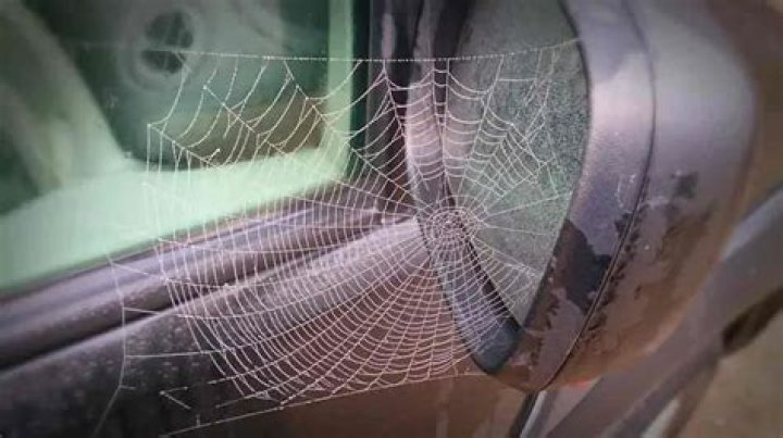 How do I get rid of spiders in my car mirror?