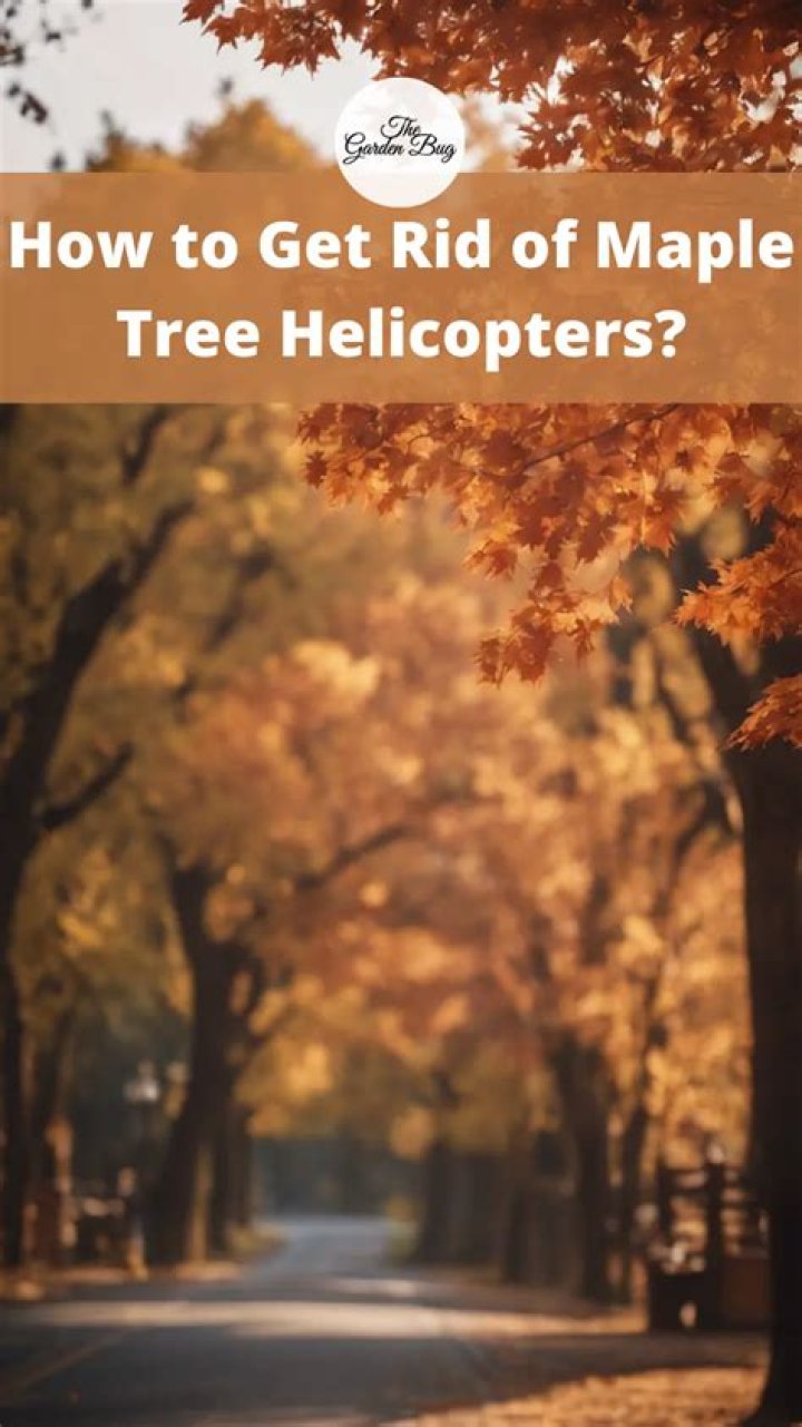 How do I get rid of tree helicopters?