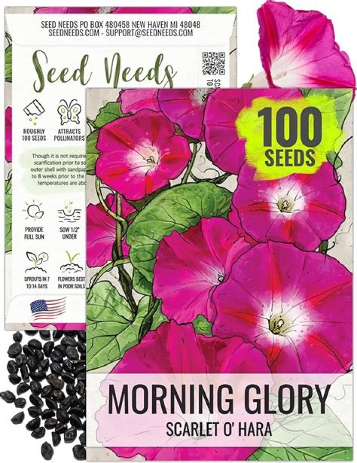 How do you get LSA from morning glory seeds?