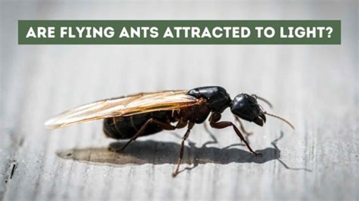 How do you get rid of flying ants attracted to light?
