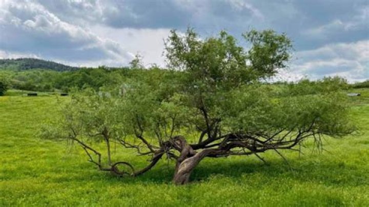 How do you get rid of mesquite trees?