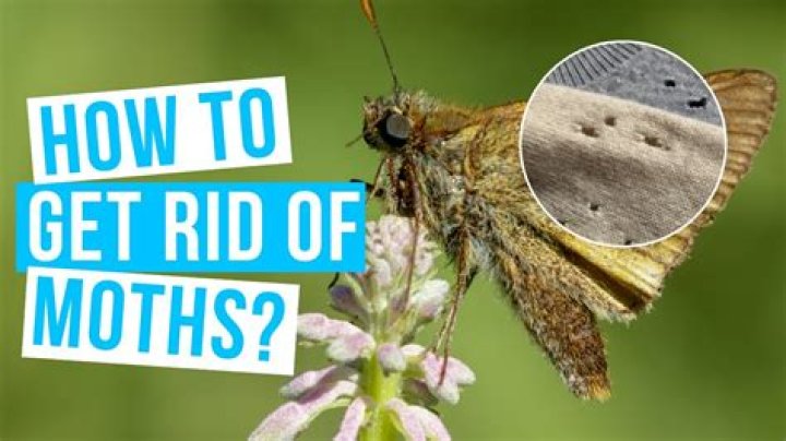 How do you get rid of outdoor moths?